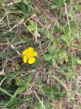 Image of creeping cinquefoil