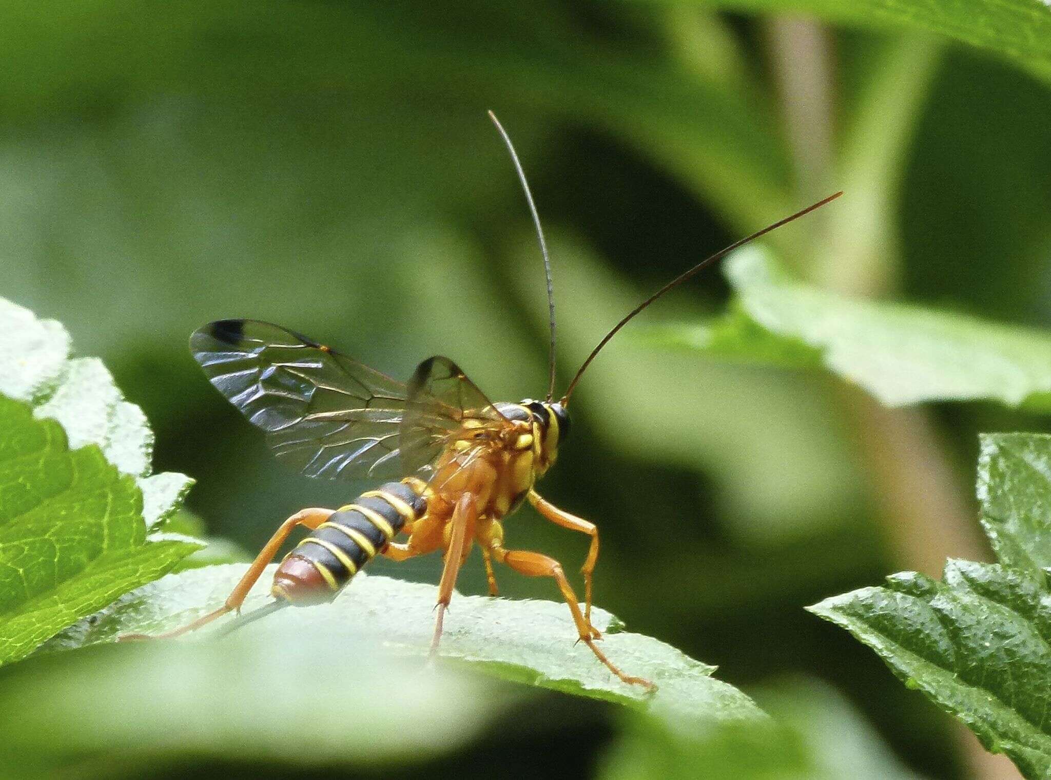 Image of Echthromorpha agrestoria (Swederus 1787)