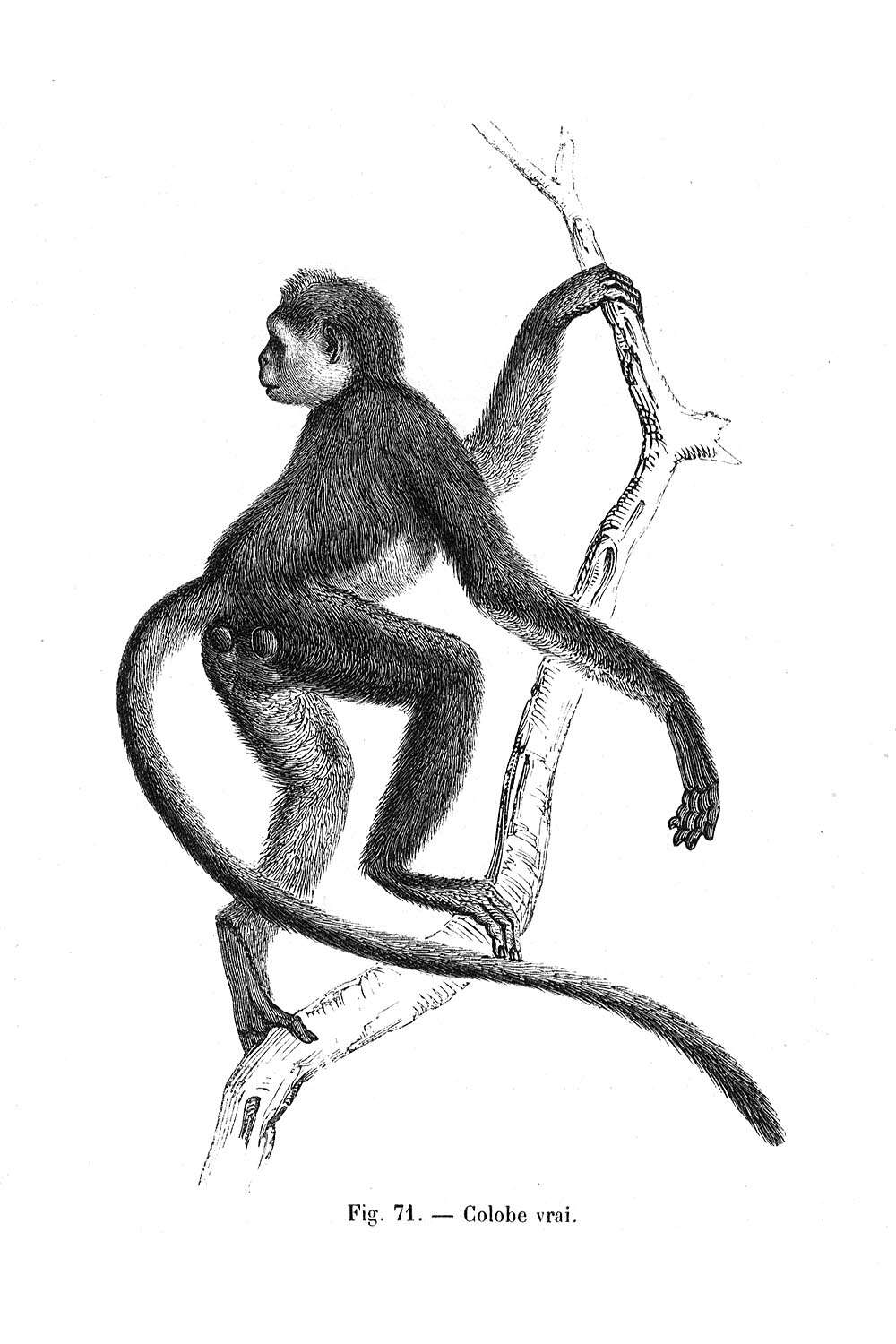 Image of Preuss' red colobus monkey