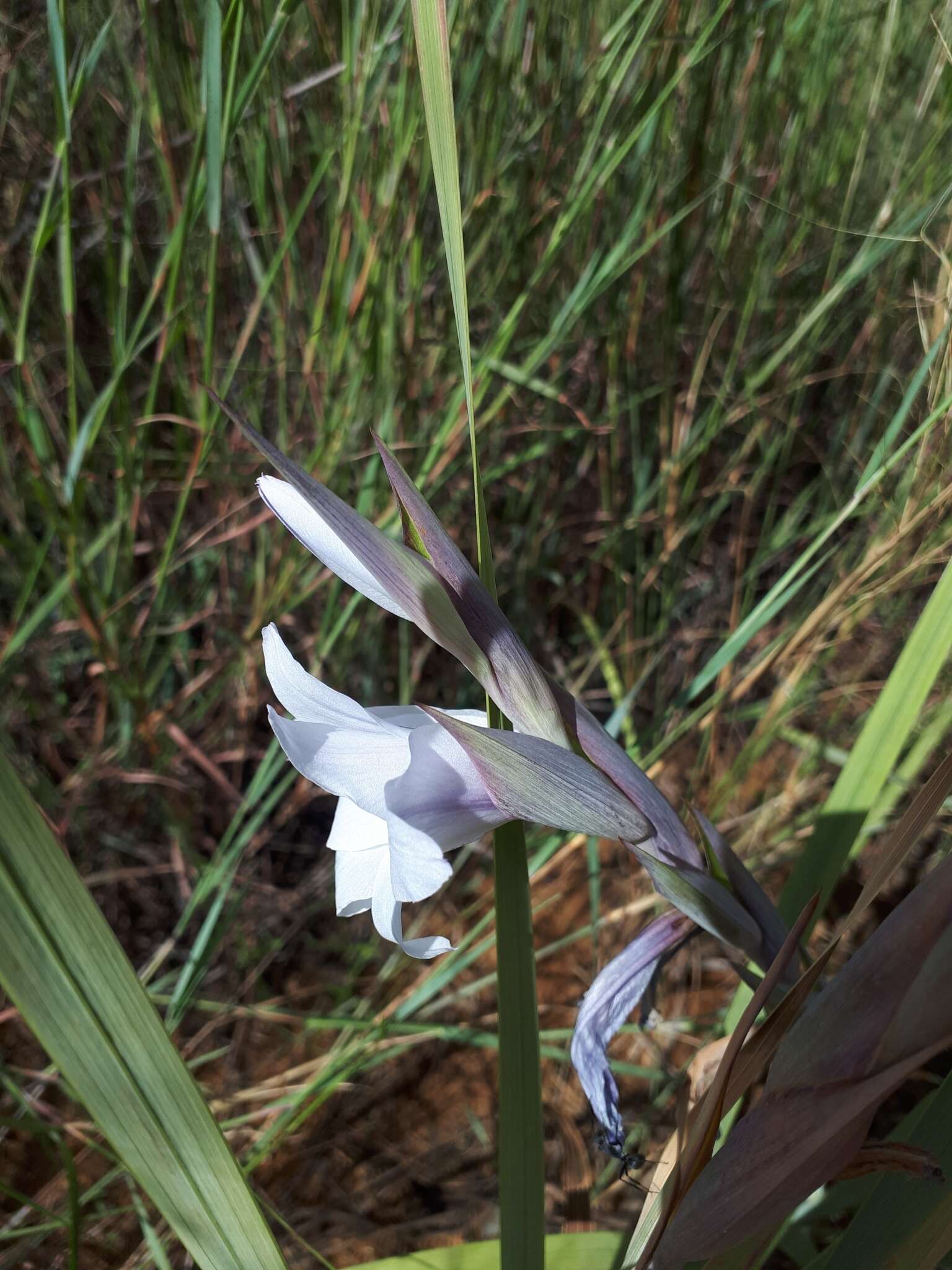 Imagem de Gladiolus rehmannii Baker