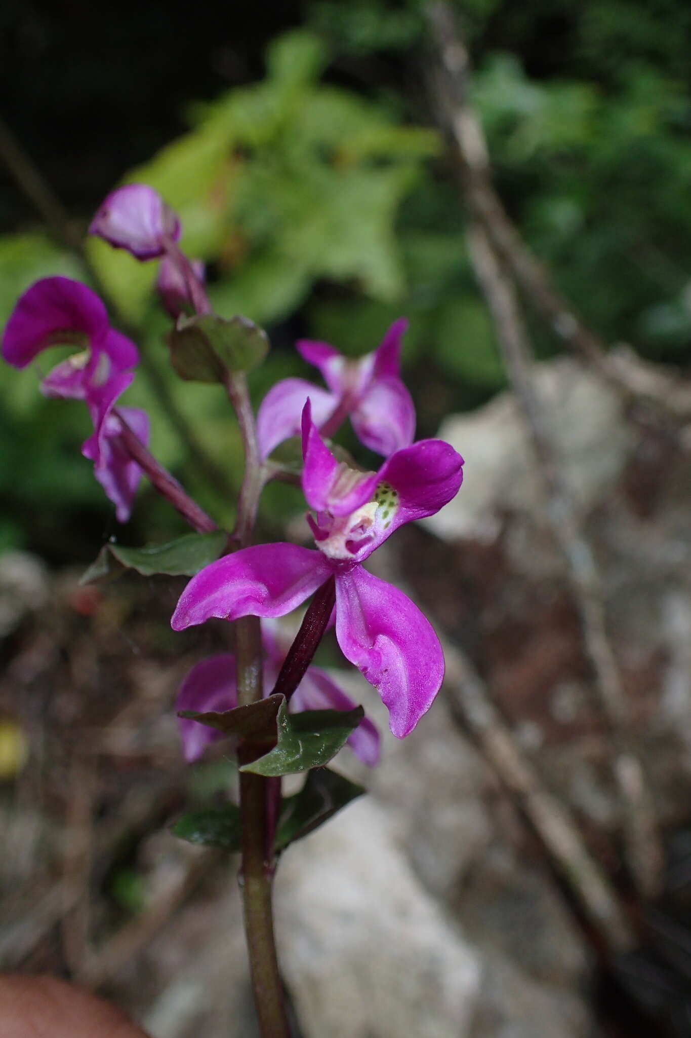 Image of Disperis erucifera H. Perrier