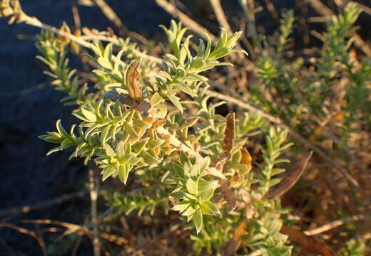 Image of arrowweed