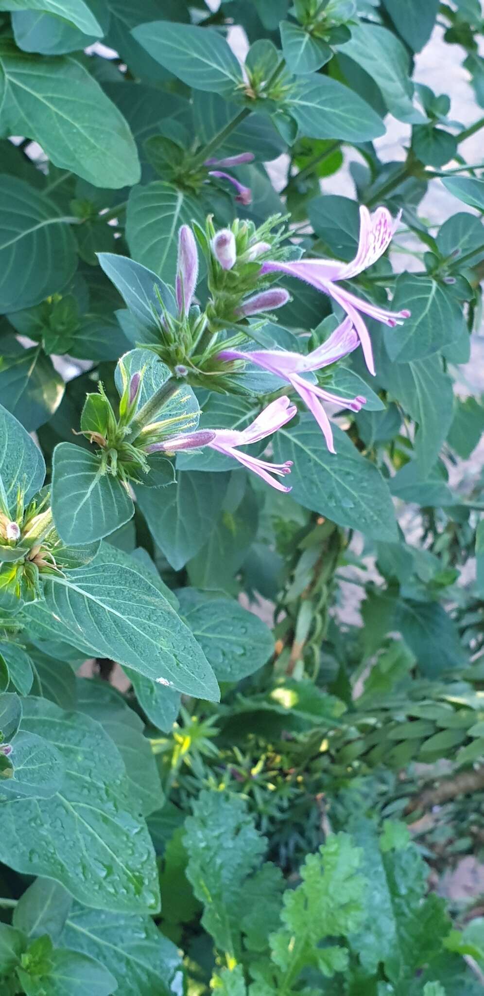 Image of Purple ribbon bush