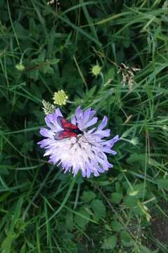 Plancia ëd <i>Zygaena romeo</i>