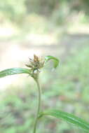 Imagem de Euchiton gymnocephalus (DC.) Holub