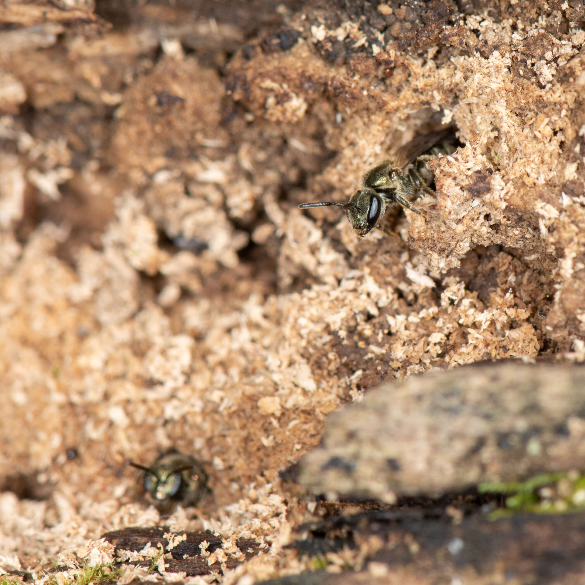 Lasioglossum subviridatum (Cockerell 1938) resmi