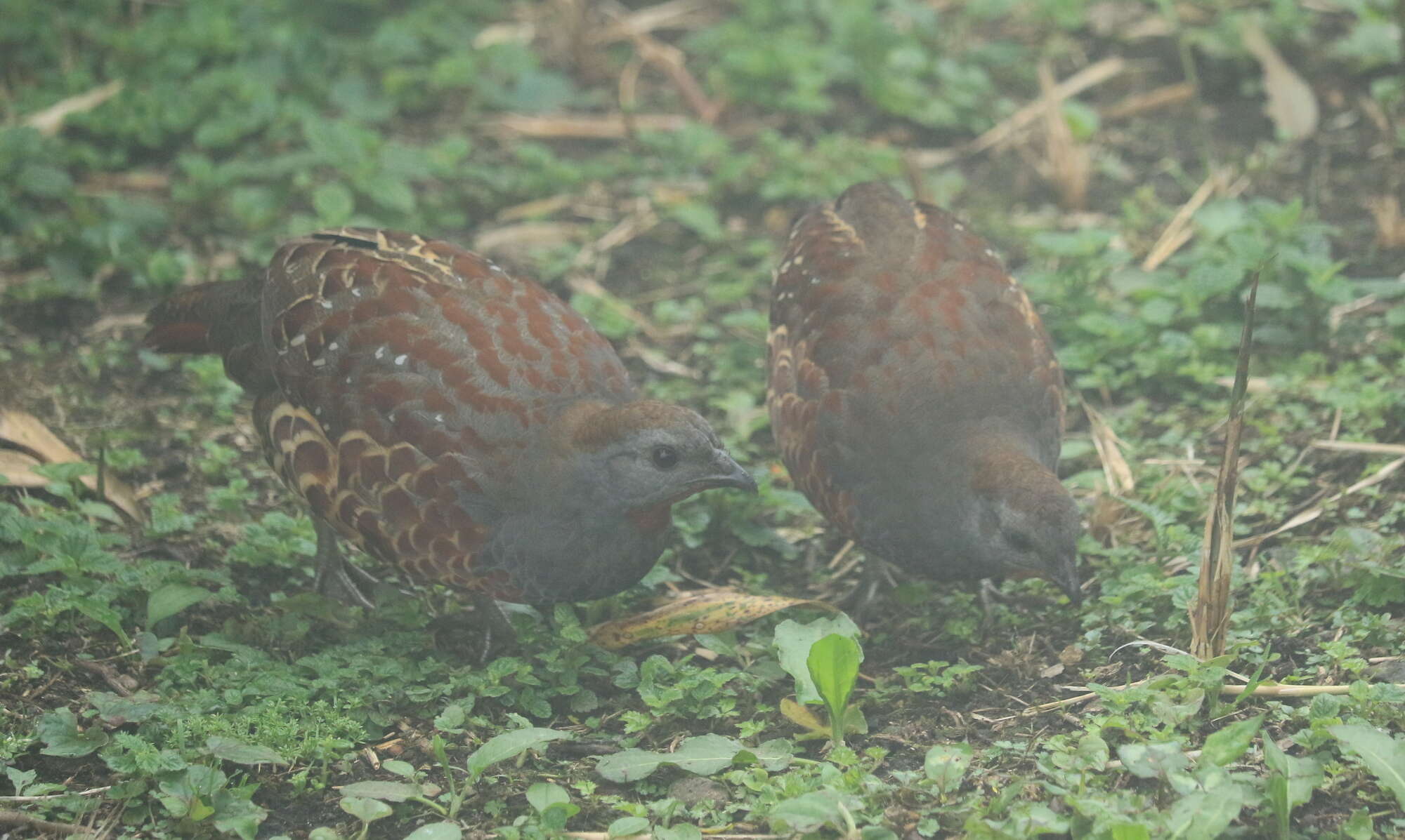 Sivun Bambusicola sonorivox Gould 1863 kuva