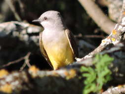 Image of Western Kingbird