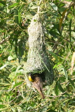 Image of Baya Weaver