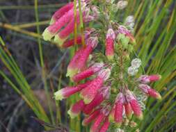 Image of Ever-flowering heath