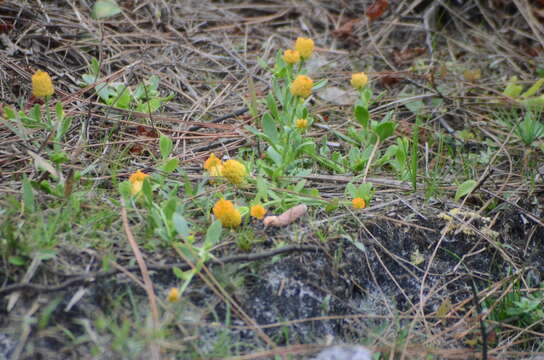 Sivun Polygala lutea L. kuva