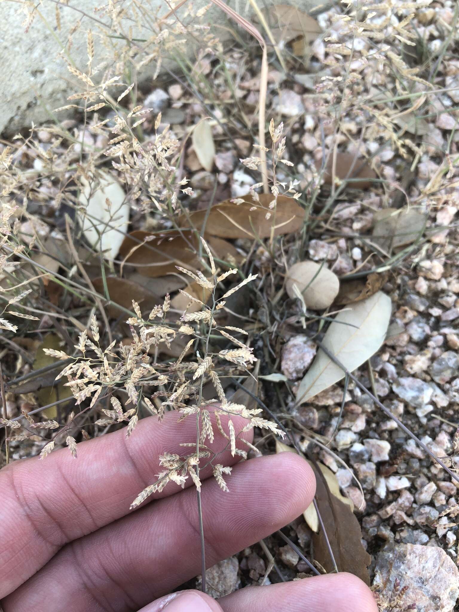 Imagem de Eragrostis cilianensis (All.) Janch.