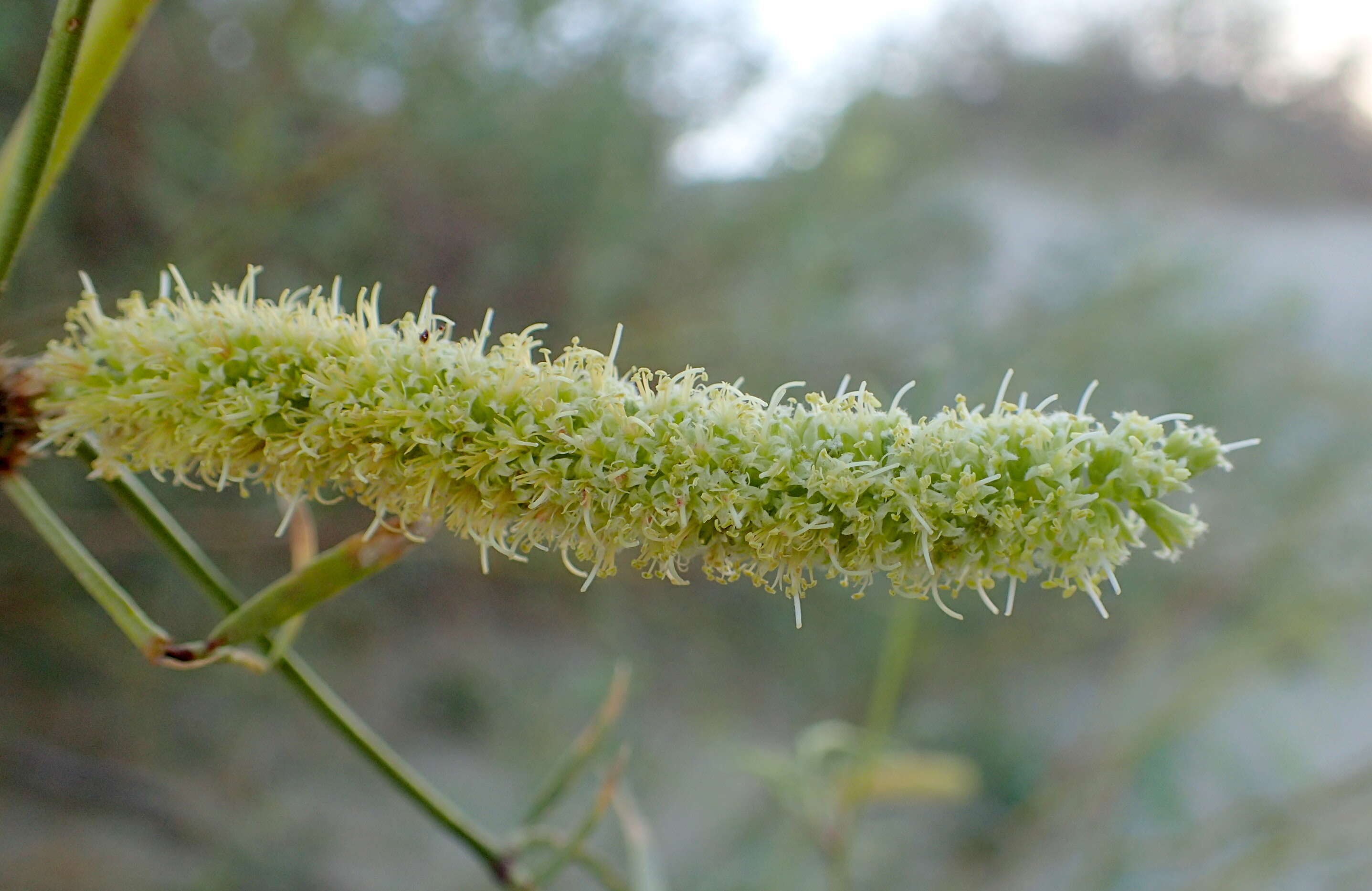 Image of honey mesquite