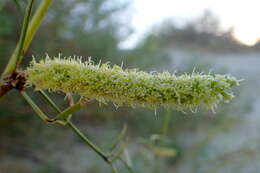 Image of honey mesquite