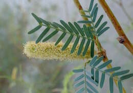 Image of honey mesquite