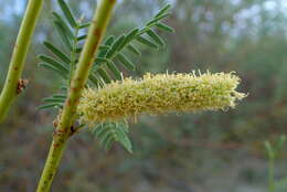 Image of honey mesquite