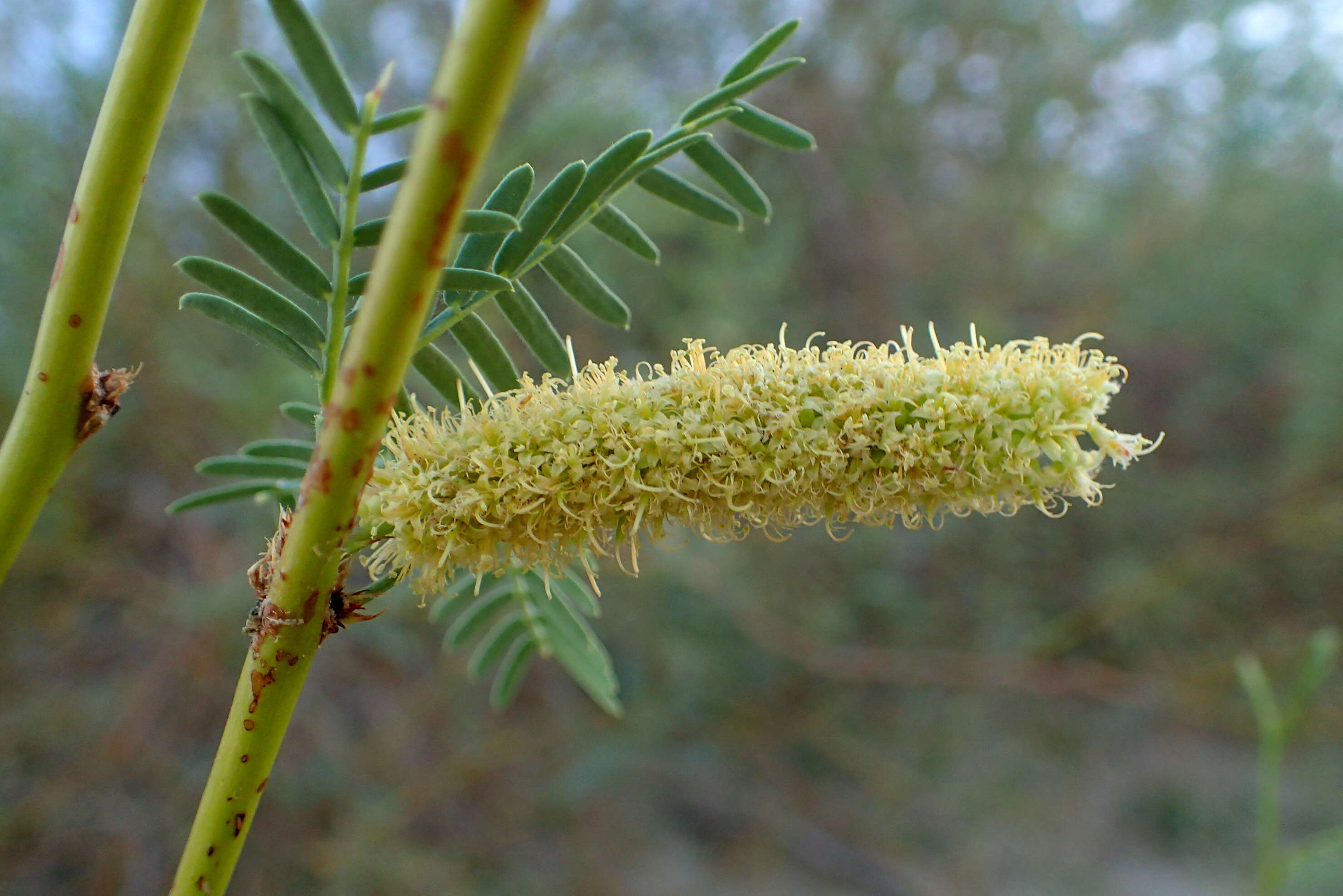 Image of honey mesquite