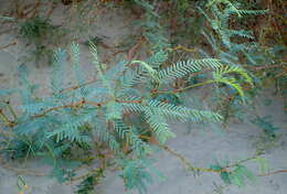 Image of honey mesquite