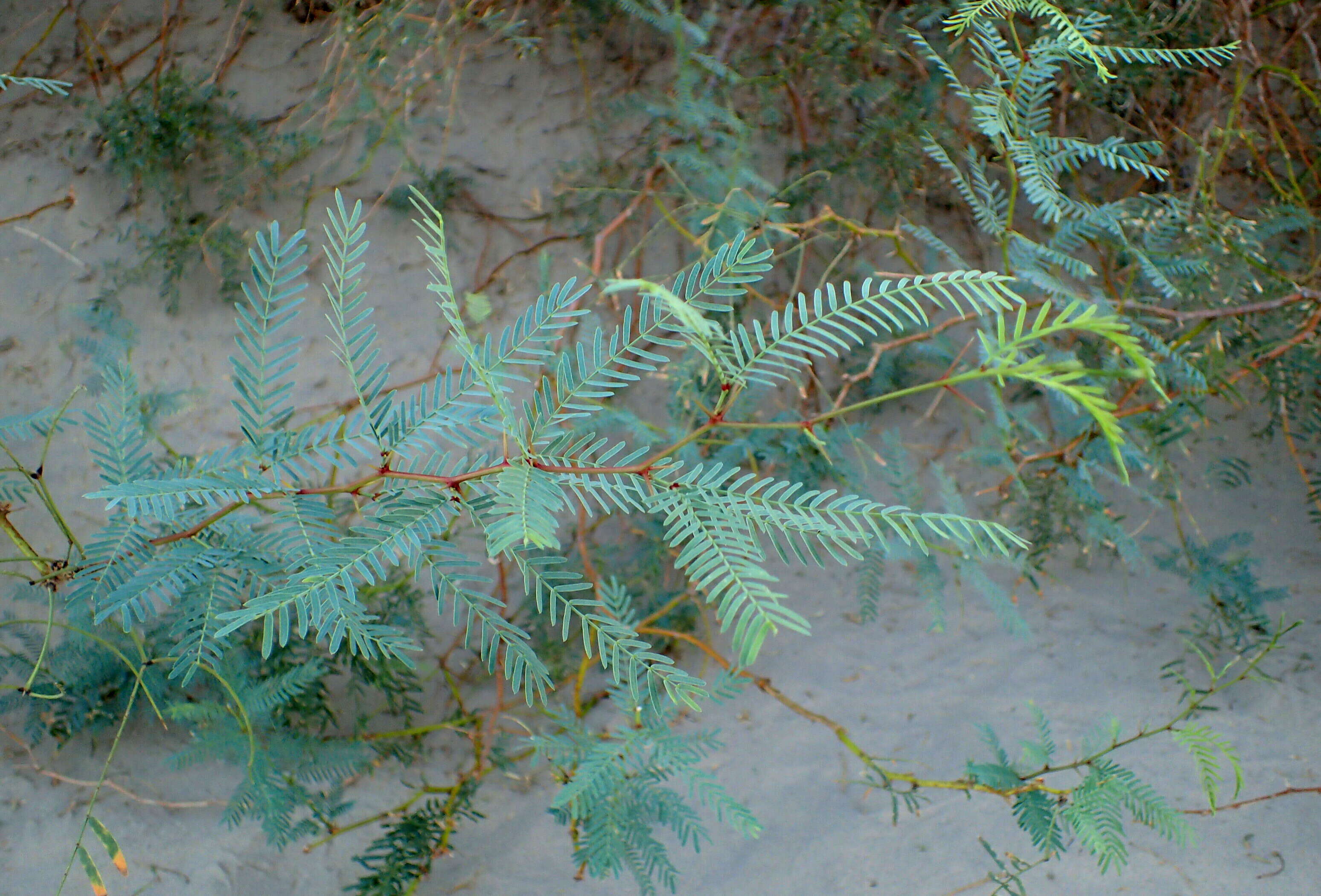 Image of honey mesquite