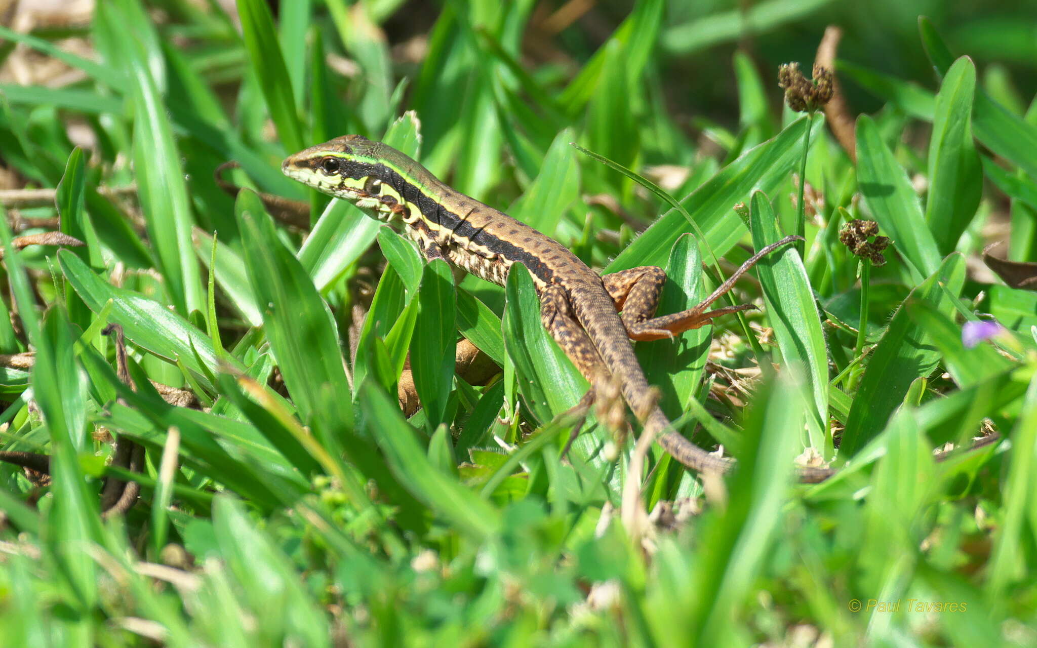 صورة Ameiva atrigularis Garman 1887