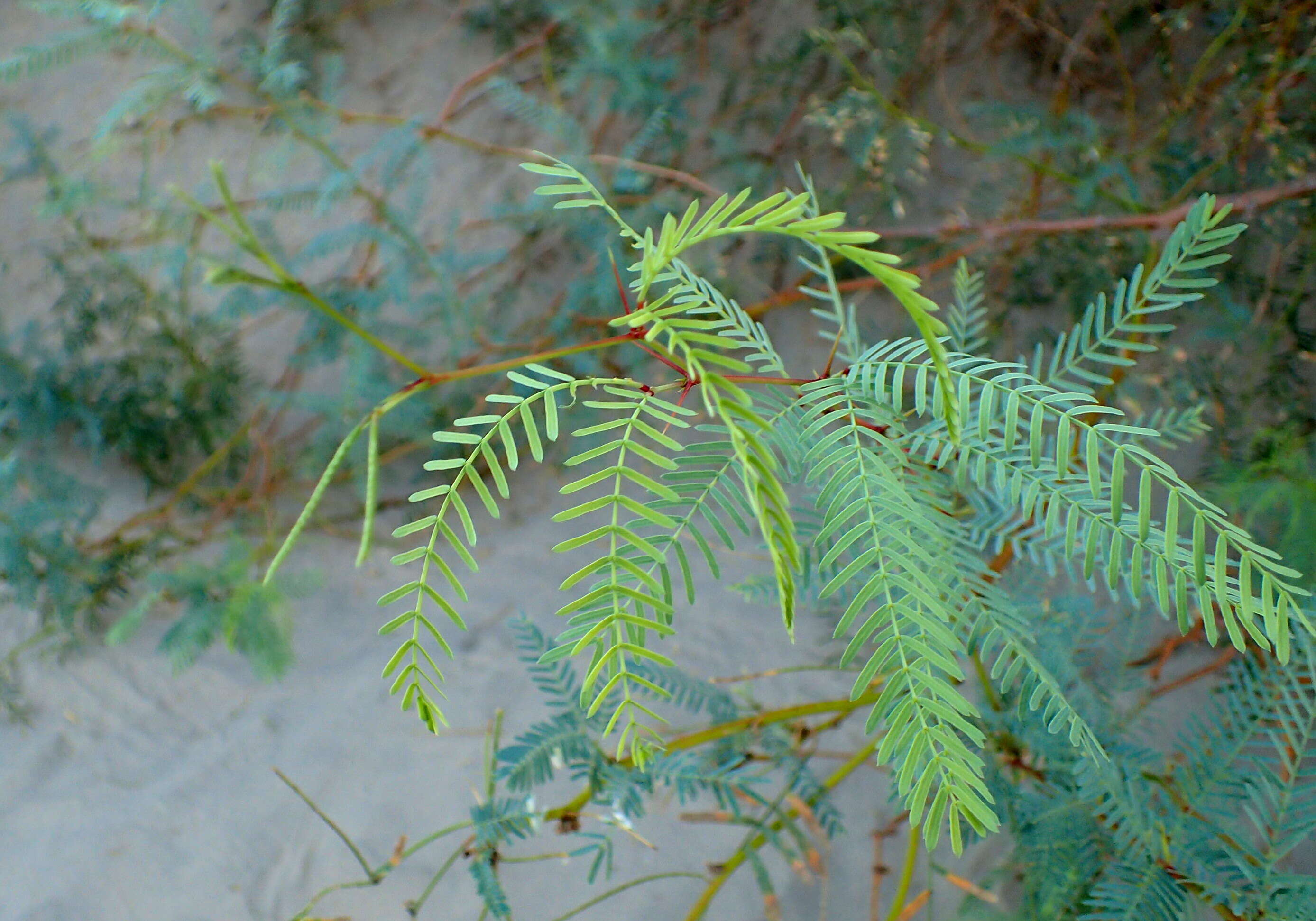 Image of honey mesquite