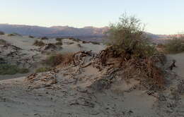 Image of honey mesquite