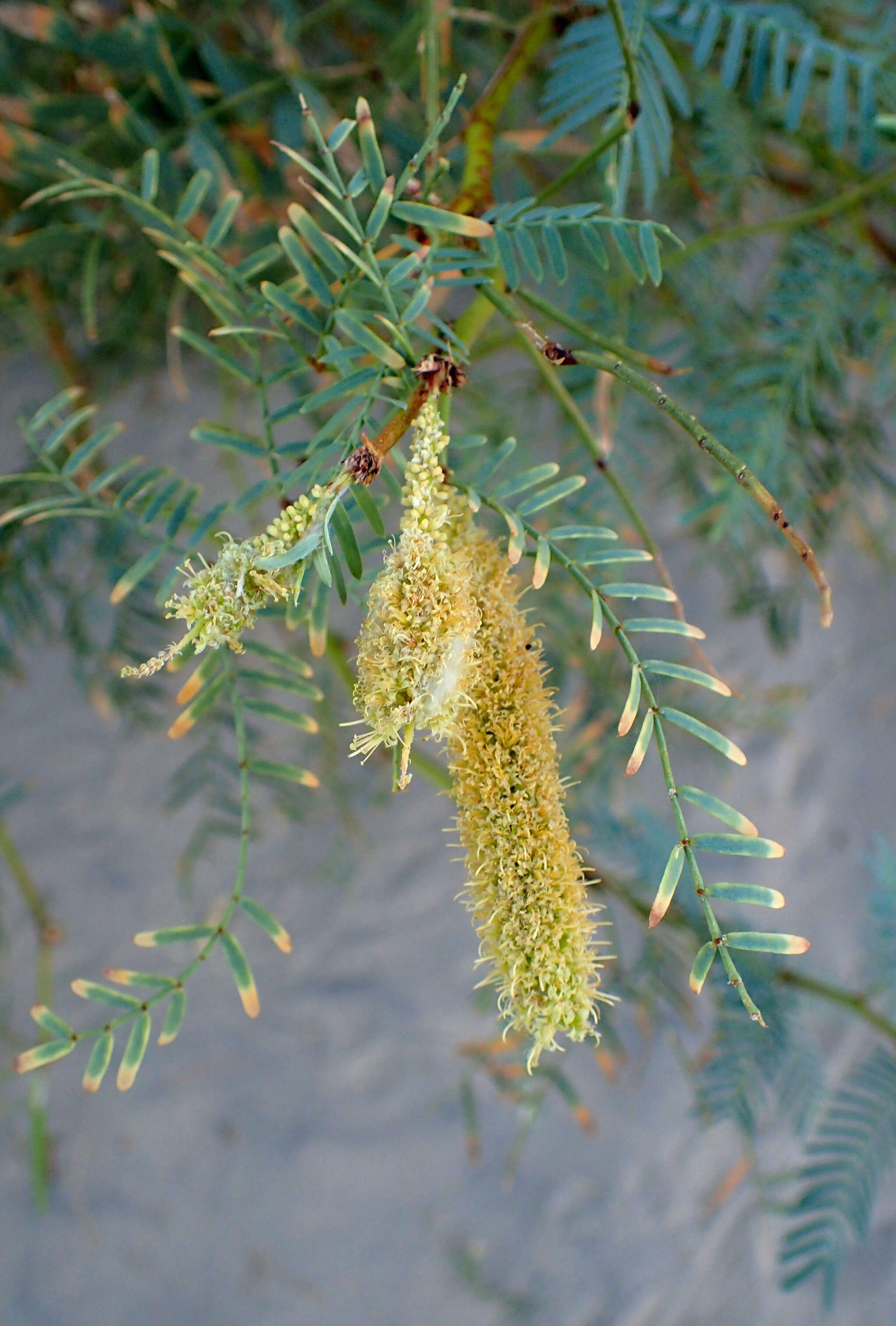 Image of honey mesquite