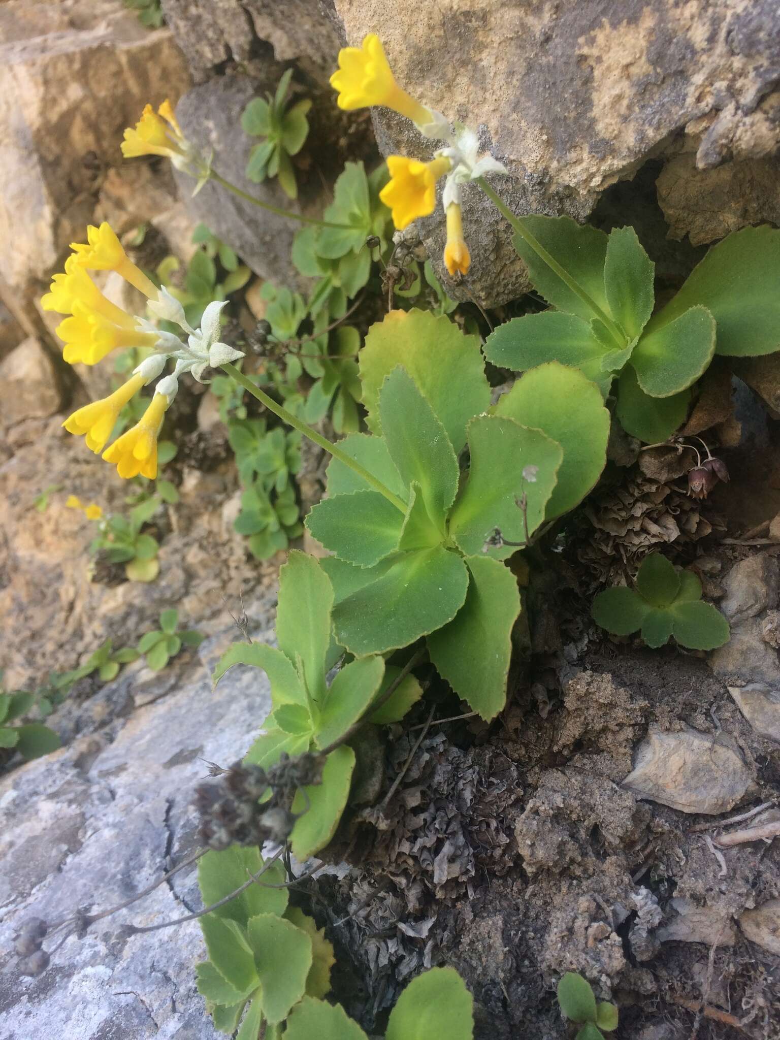 Primula palinuri Pet. resmi