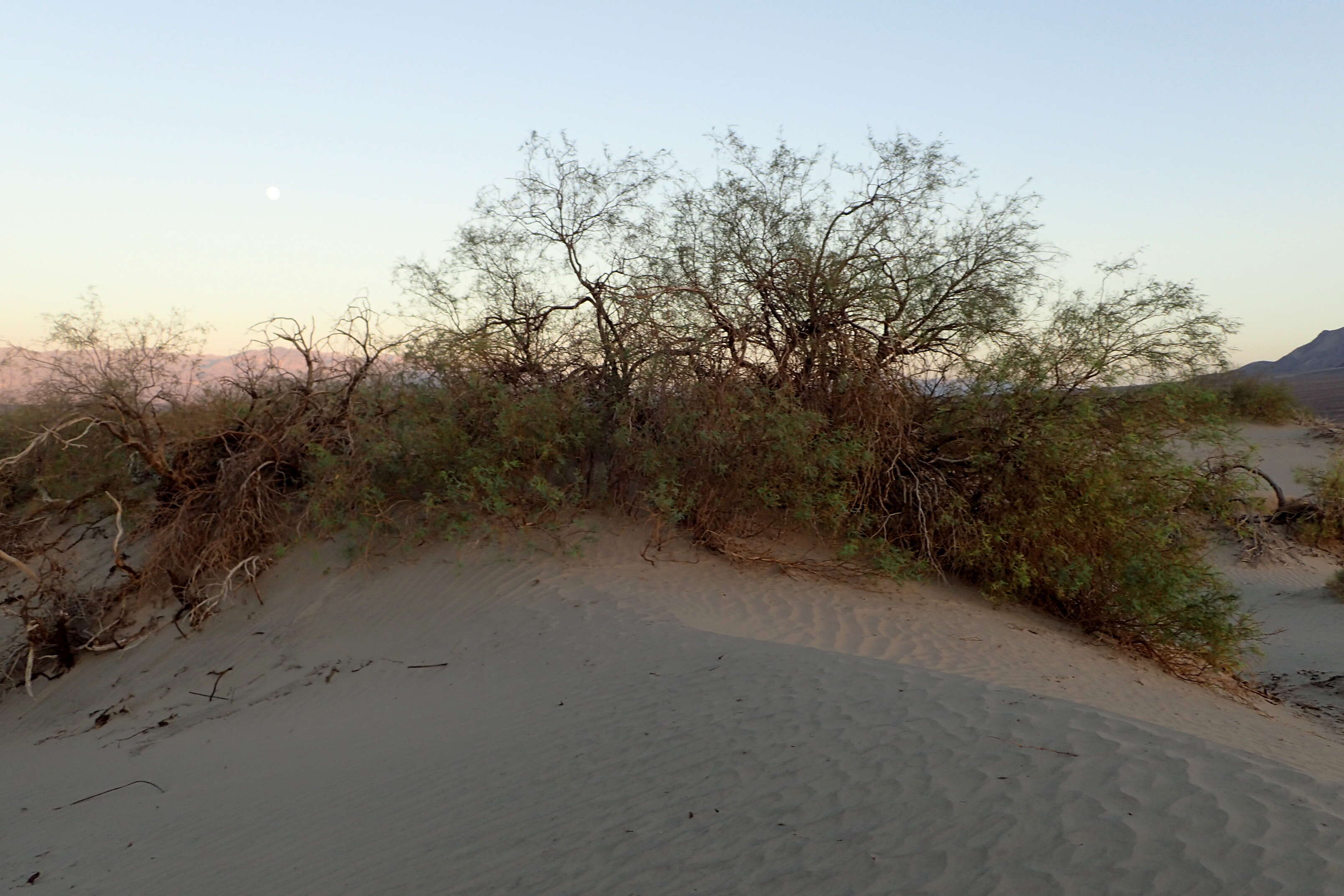 Image of honey mesquite