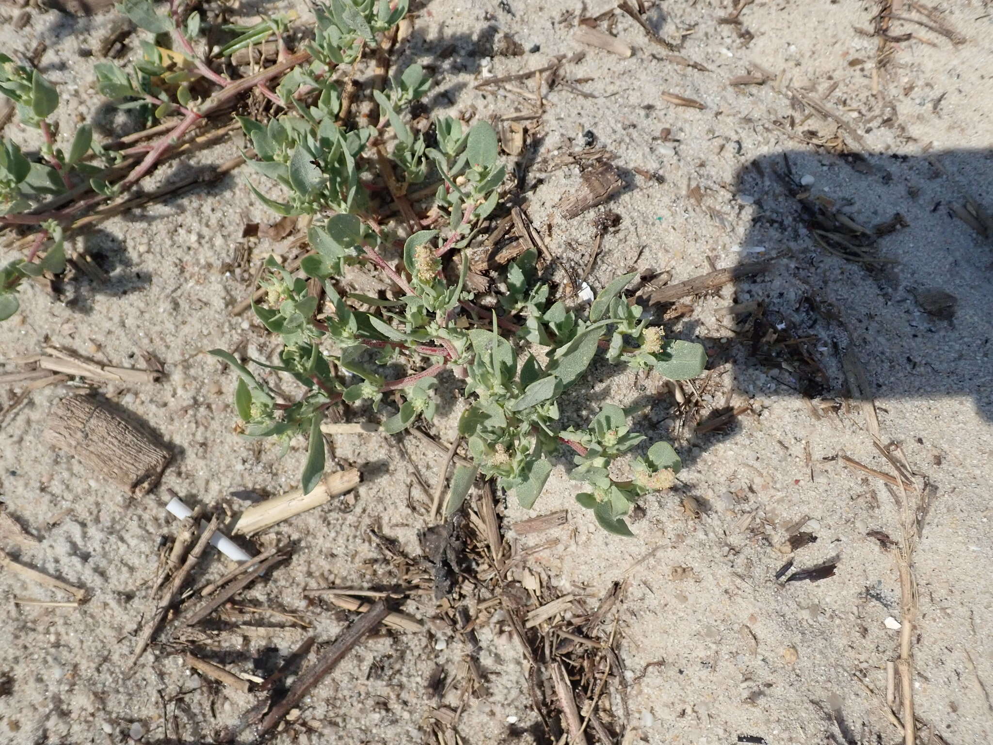 Image of Crested Saltbush