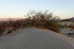 Image of honey mesquite