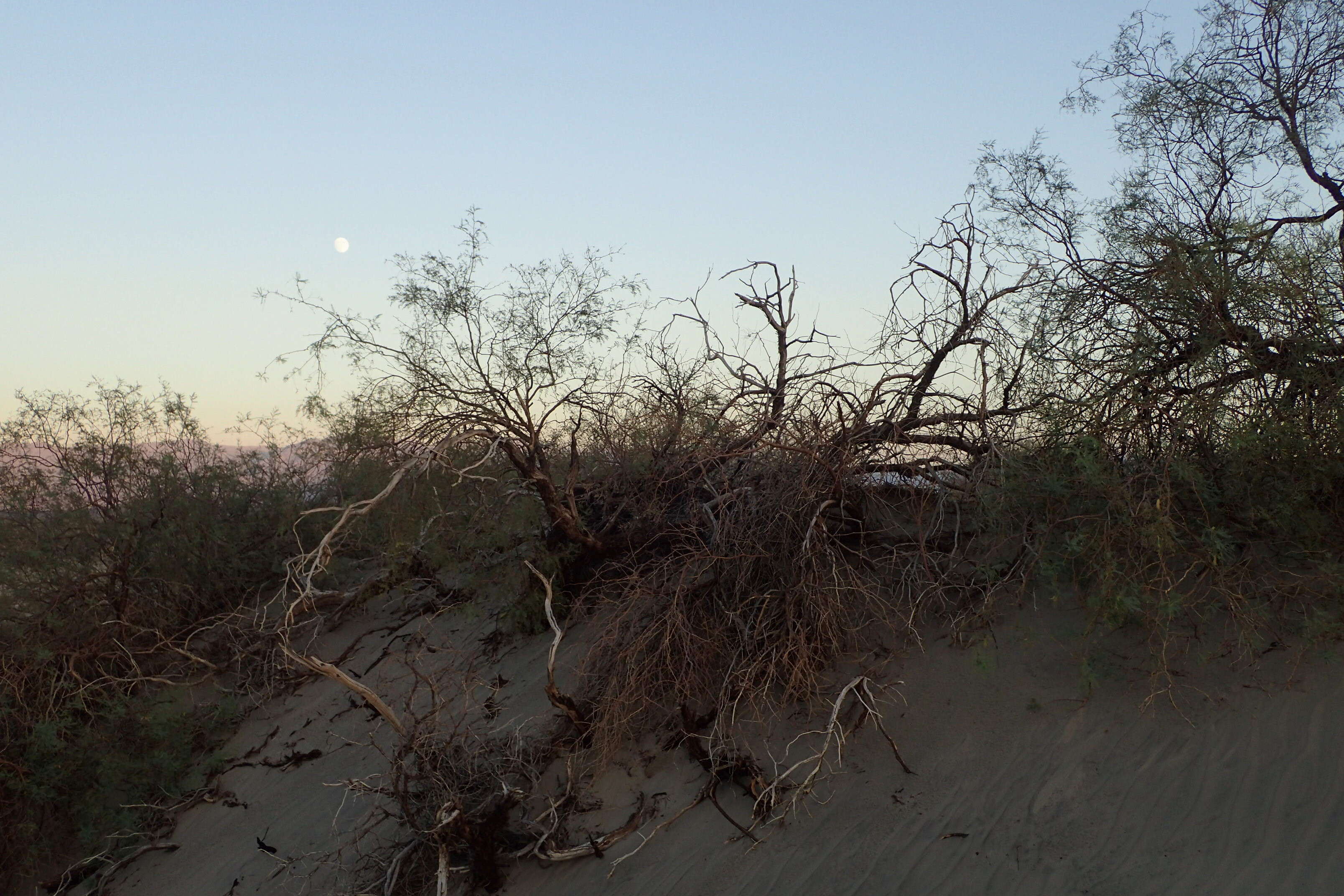 Image of honey mesquite