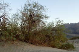 Image of honey mesquite