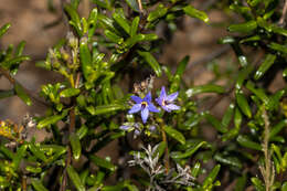 Plancia ëd Halgania andromedifolia Behr & F. Müll. ex F. Müll.