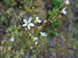 Imagem de Lithophragma cymbalaria Torr. & Gray