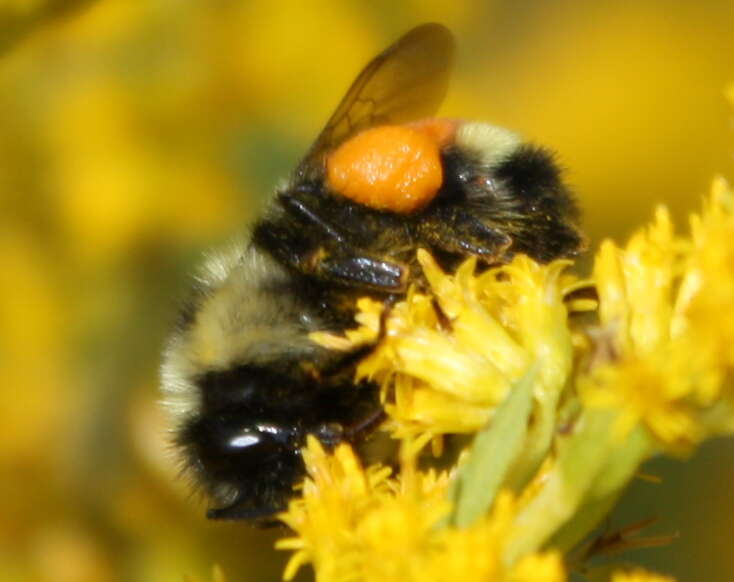 Image of Tricolored Bumble Bee