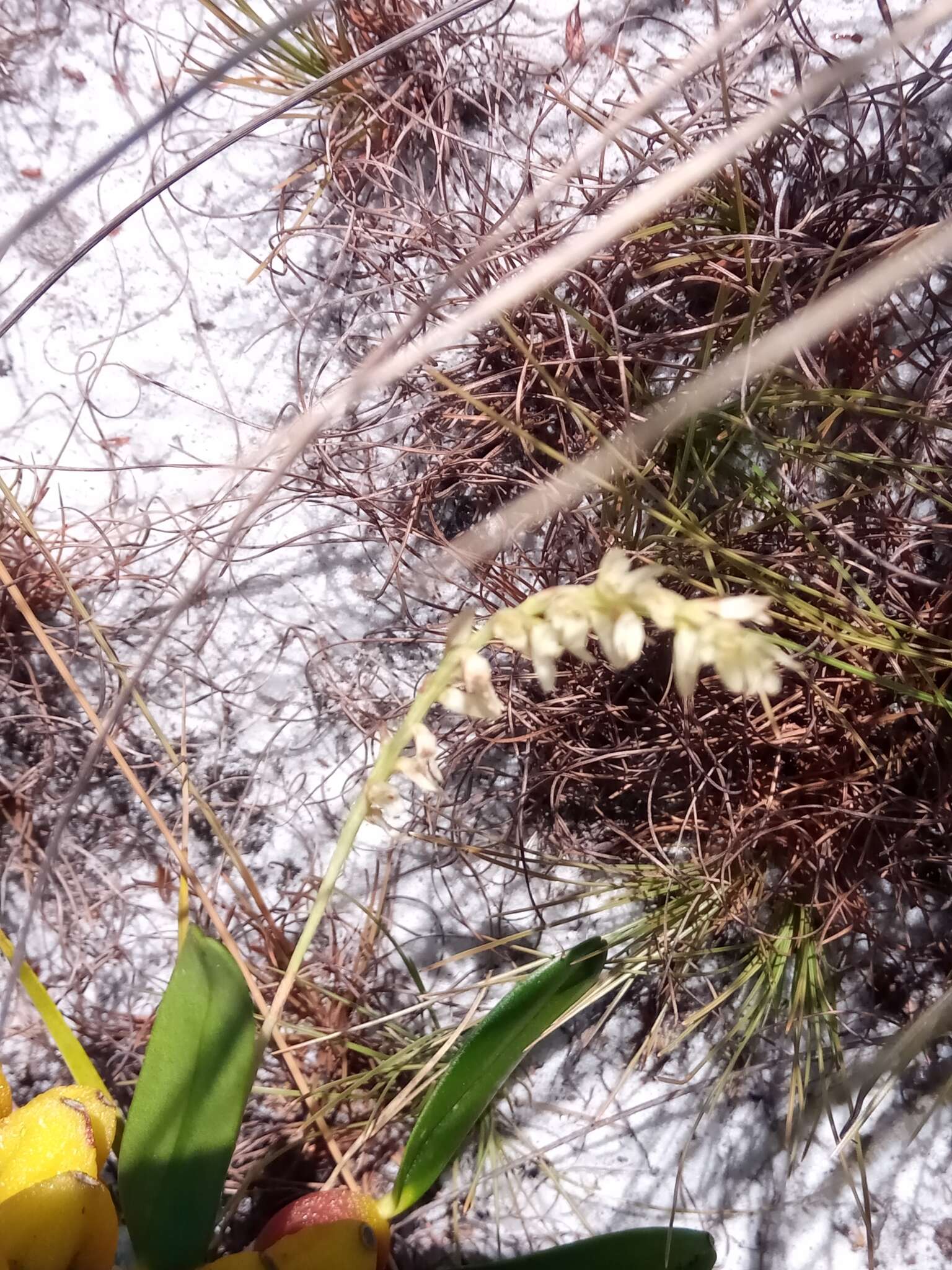 Bulbophyllum baronii Ridl.的圖片