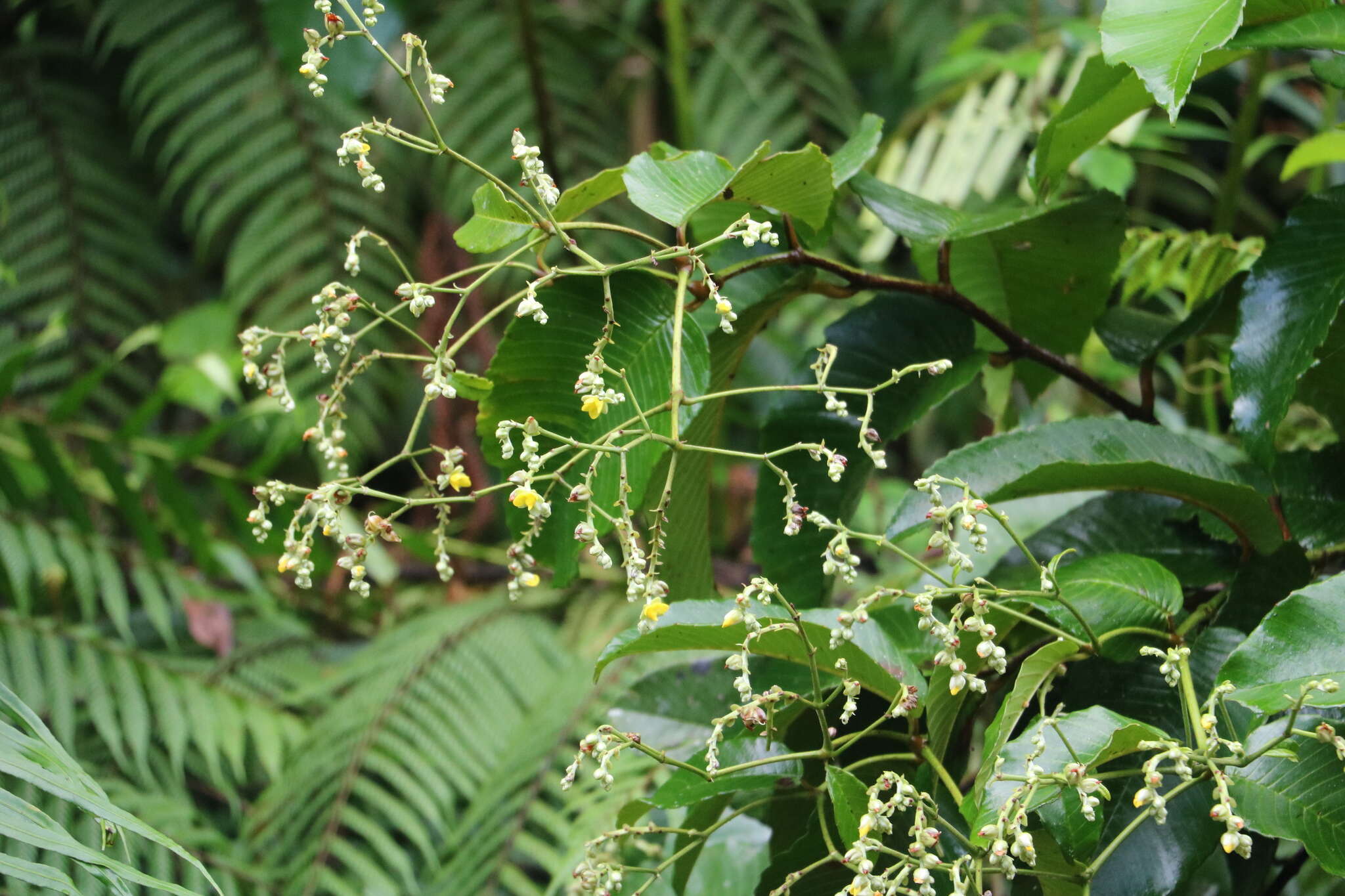 Plancia ëd Schumacheria castaneifolia Vahl