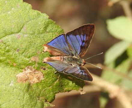 Image of Cigaritis lohita