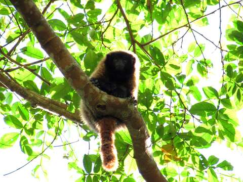 Imagem de Callicebus personatus (É. Geoffroy Saint-Hilaire 1812)