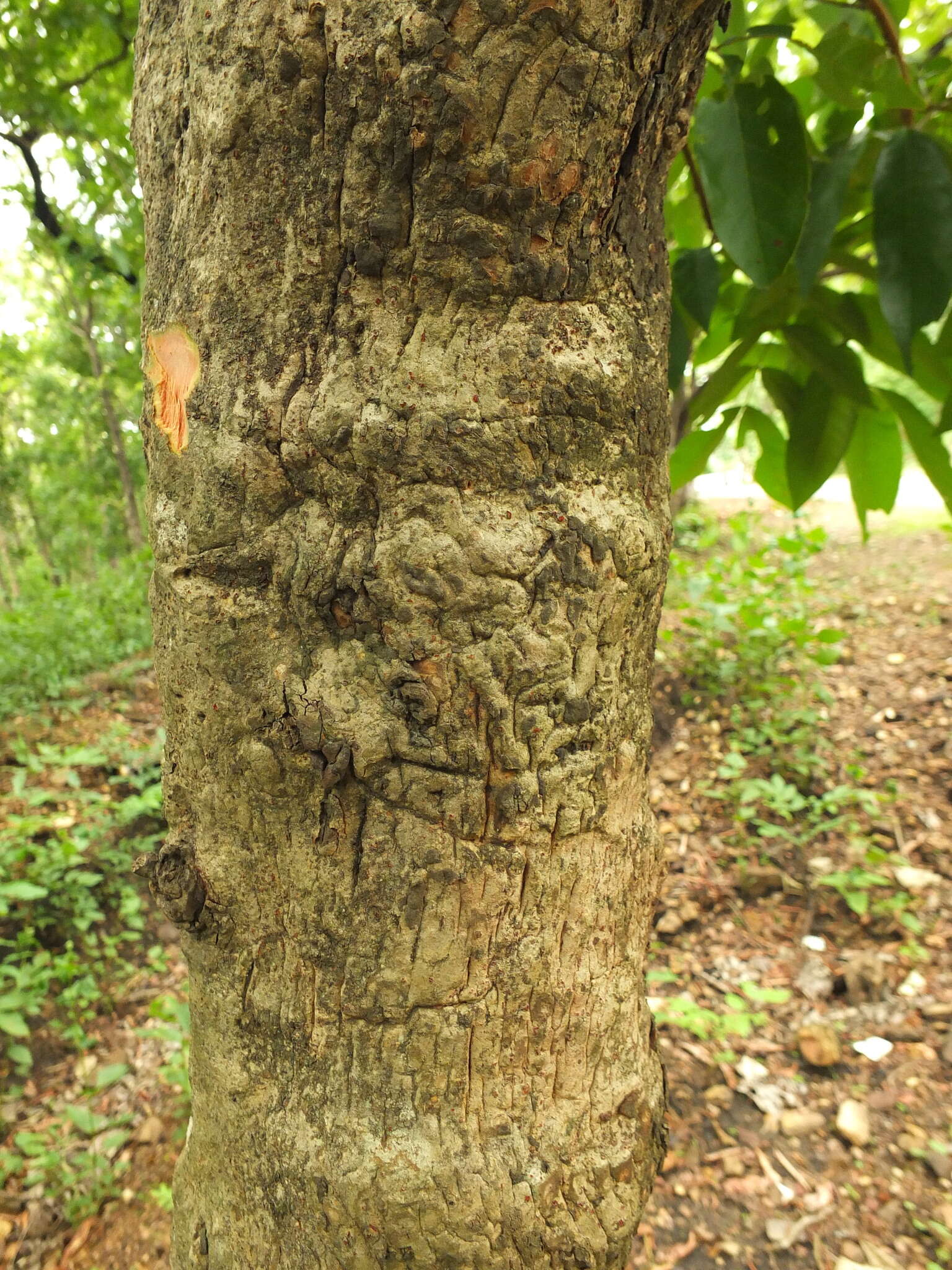 Plancia ëd Xylia xylocarpa (Roxb.) Taub.