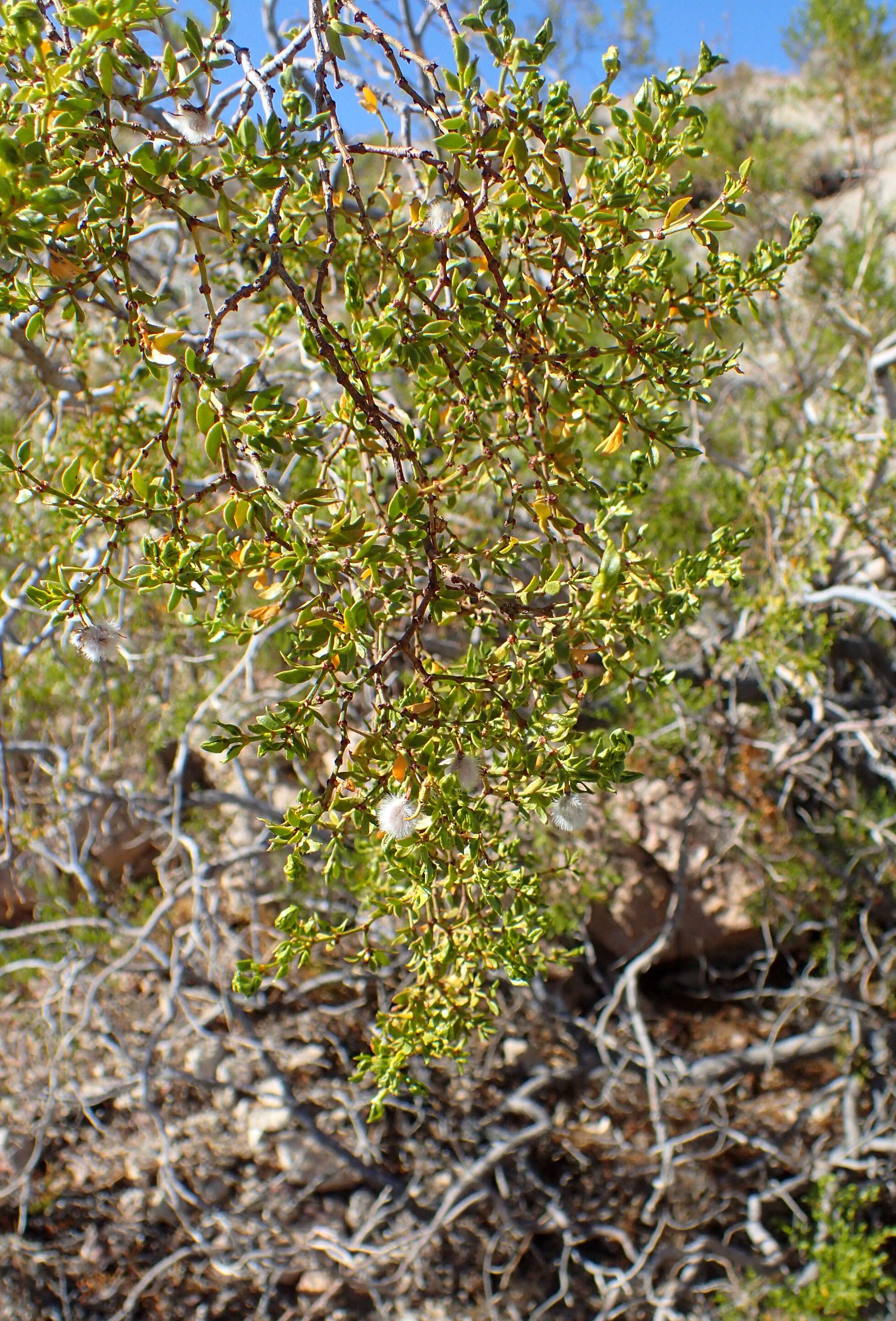 Image de Larrea tridentata (Sesse & Moc. ex DC.) Coult.