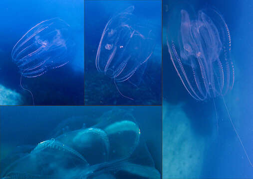 Image of vitreous lobate comb-jelly