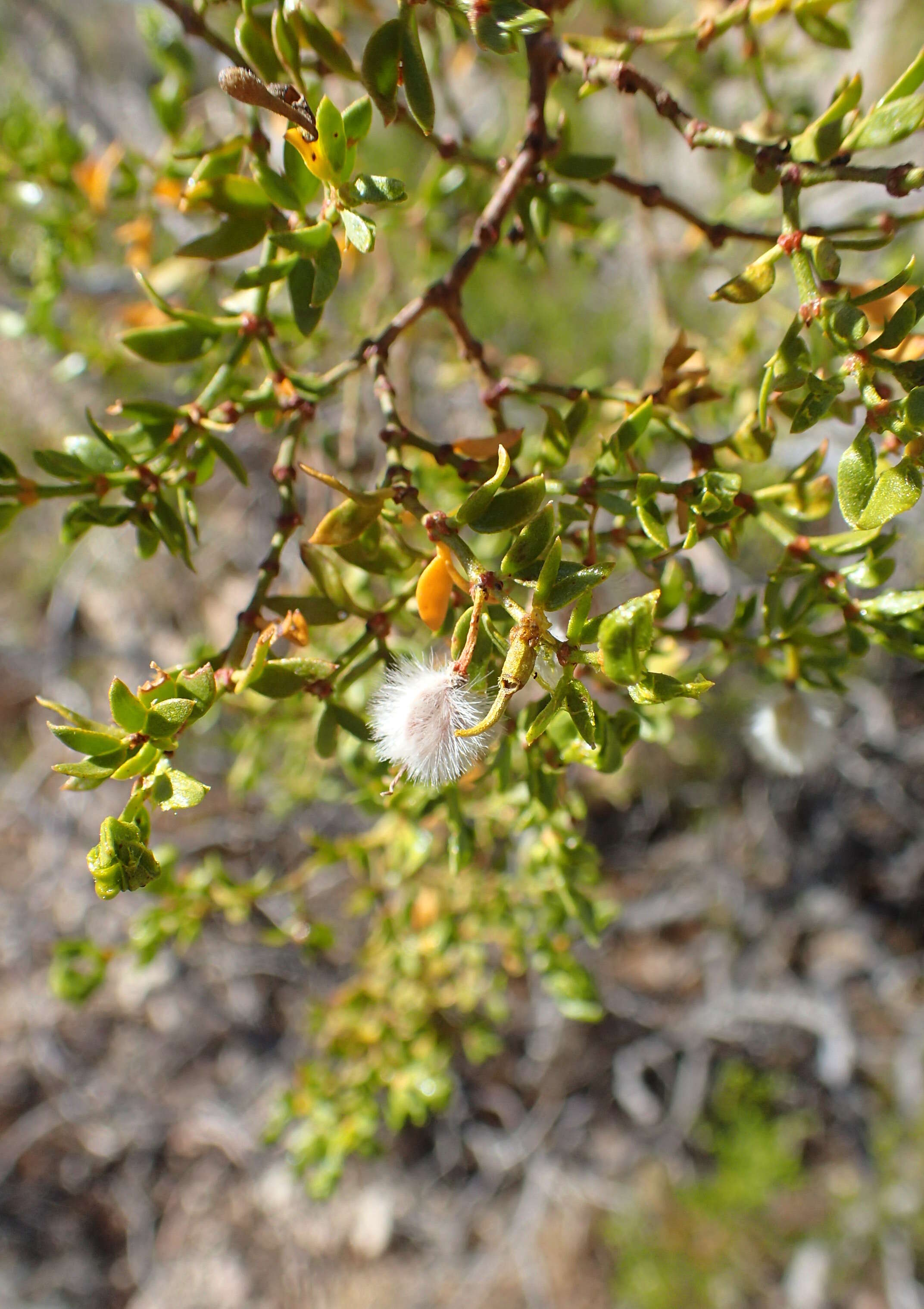 Image de Larrea tridentata (Sesse & Moc. ex DC.) Coult.