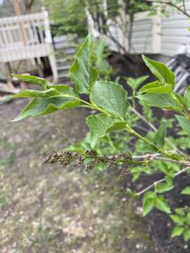 Image de Syringa persica L.