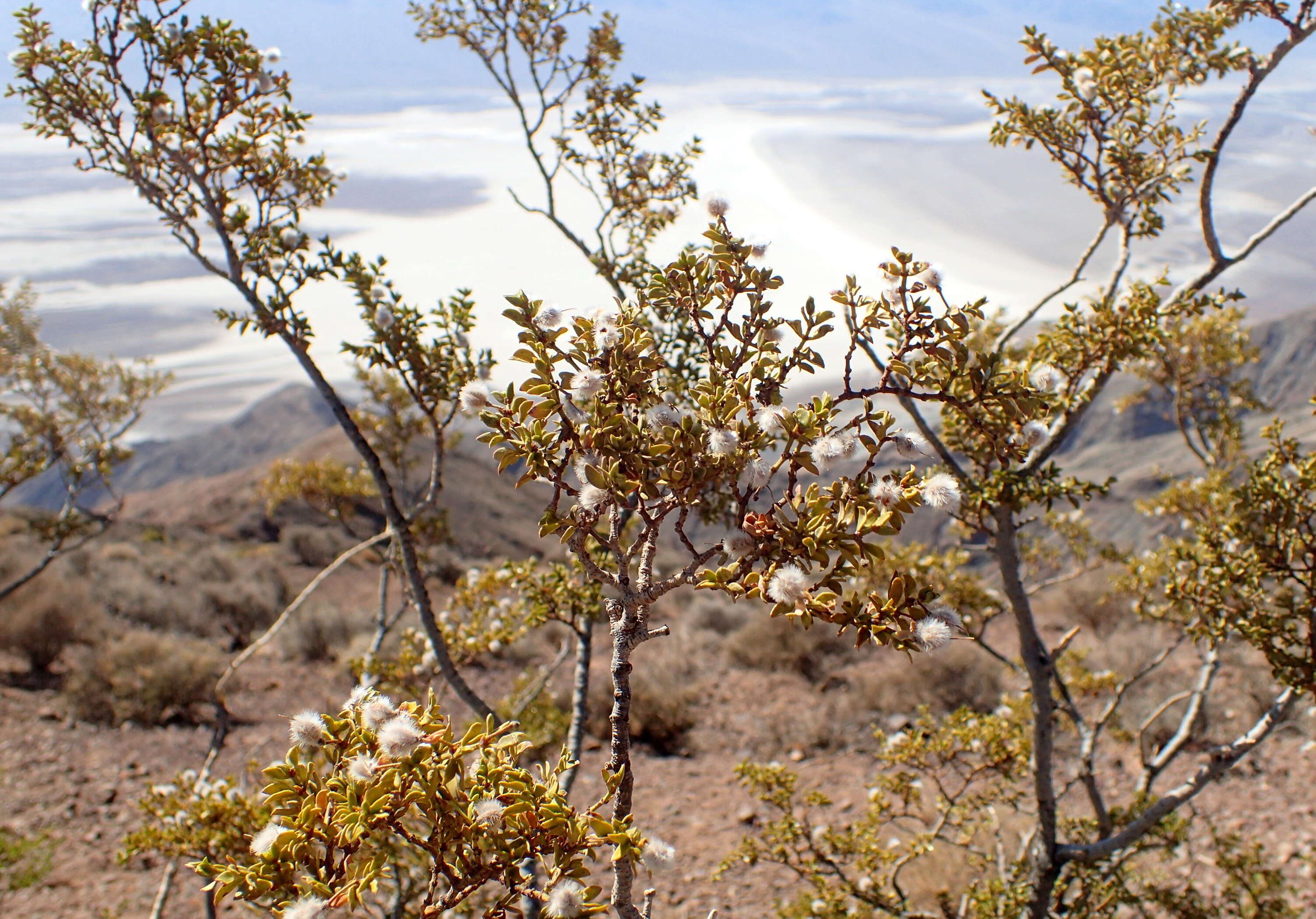 Image de Larrea tridentata (Sesse & Moc. ex DC.) Coult.