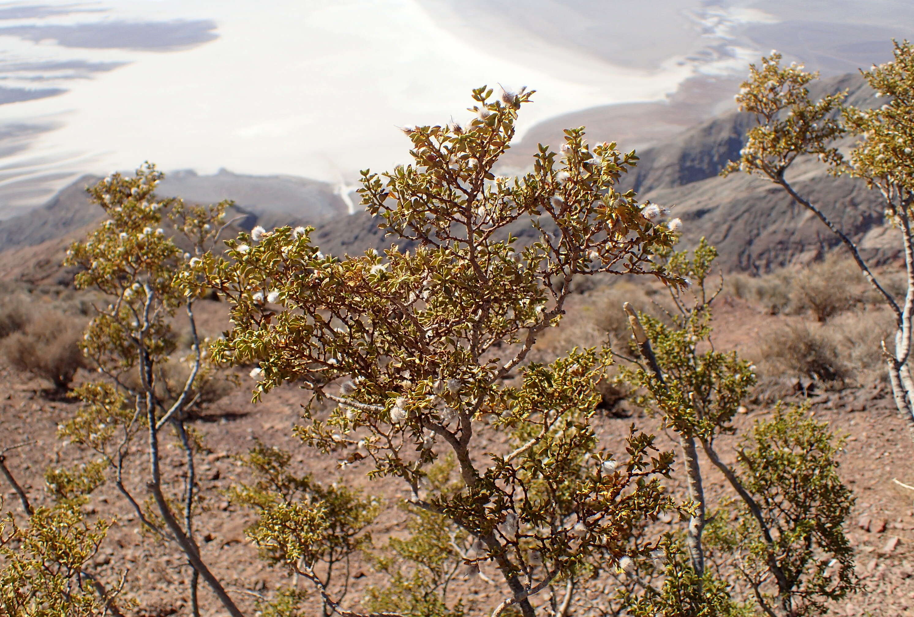 Image de Larrea tridentata (Sesse & Moc. ex DC.) Coult.