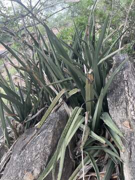 Image of Eulophia petersii (Rchb. fil.) Rchb. fil.