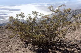 Image de Larrea tridentata (Sesse & Moc. ex DC.) Coult.