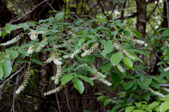 Image of Alabama cherry